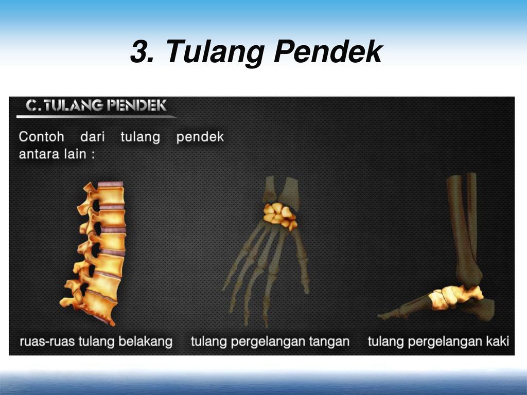 Detail Contoh Tulang Pendek Nomer 37