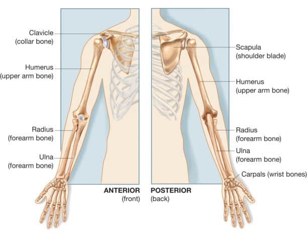 Detail Contoh Tulang Pendek Nomer 40