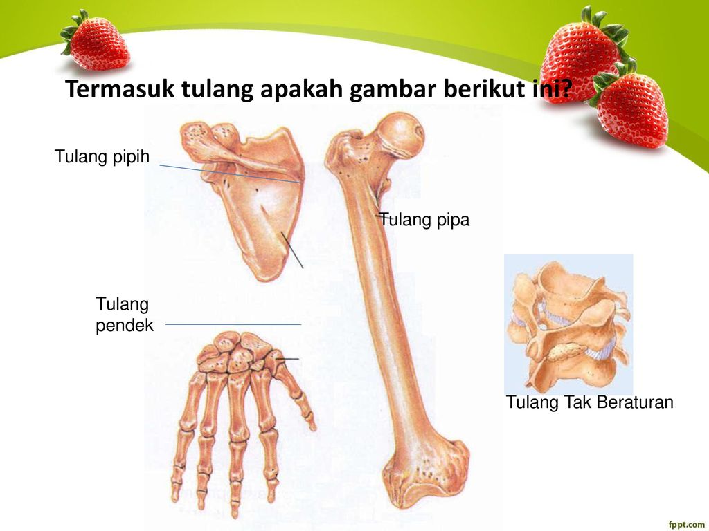 Detail Contoh Tulang Pendek Nomer 46