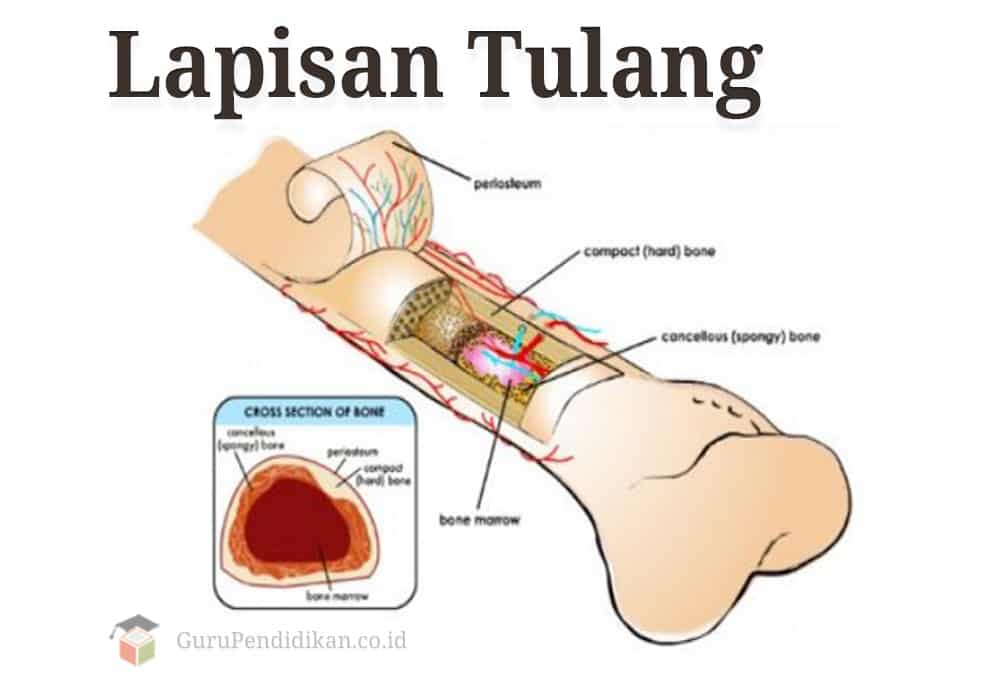 Detail Contoh Tulang Pendek Nomer 50