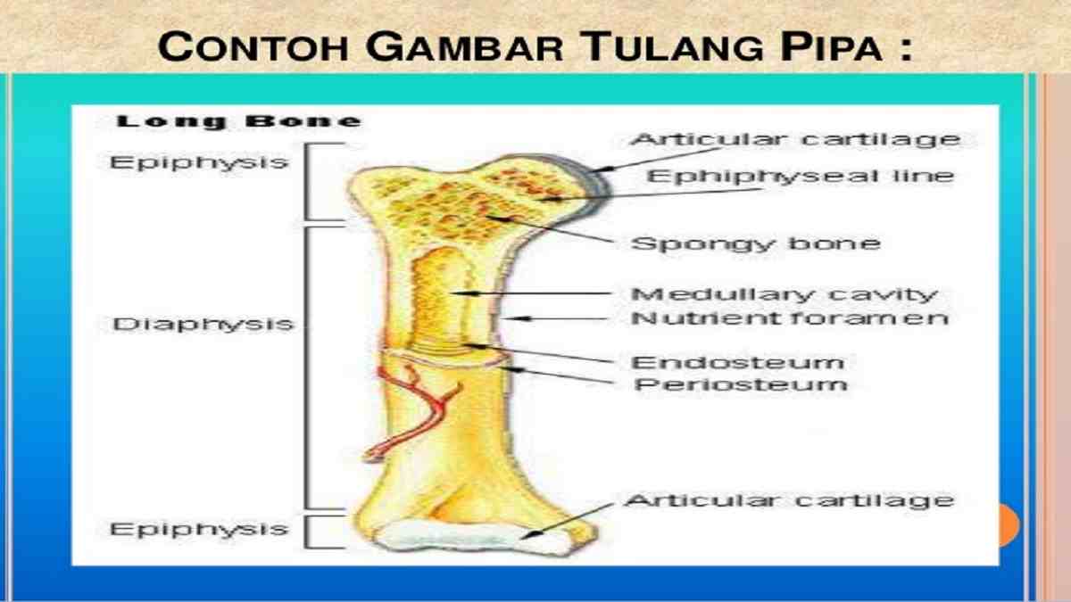 Detail Contoh Tulang Pendek Nomer 51