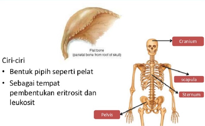 Detail Contoh Tulang Pipa Nomer 16