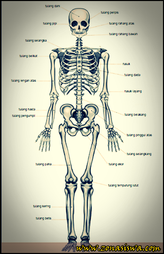 Detail Contoh Tulang Pipa Nomer 20