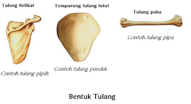 Detail Contoh Tulang Pipa Nomer 22