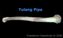 Detail Contoh Tulang Pipa Nomer 37