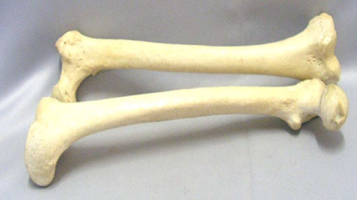 Detail Contoh Tulang Pipa Nomer 39