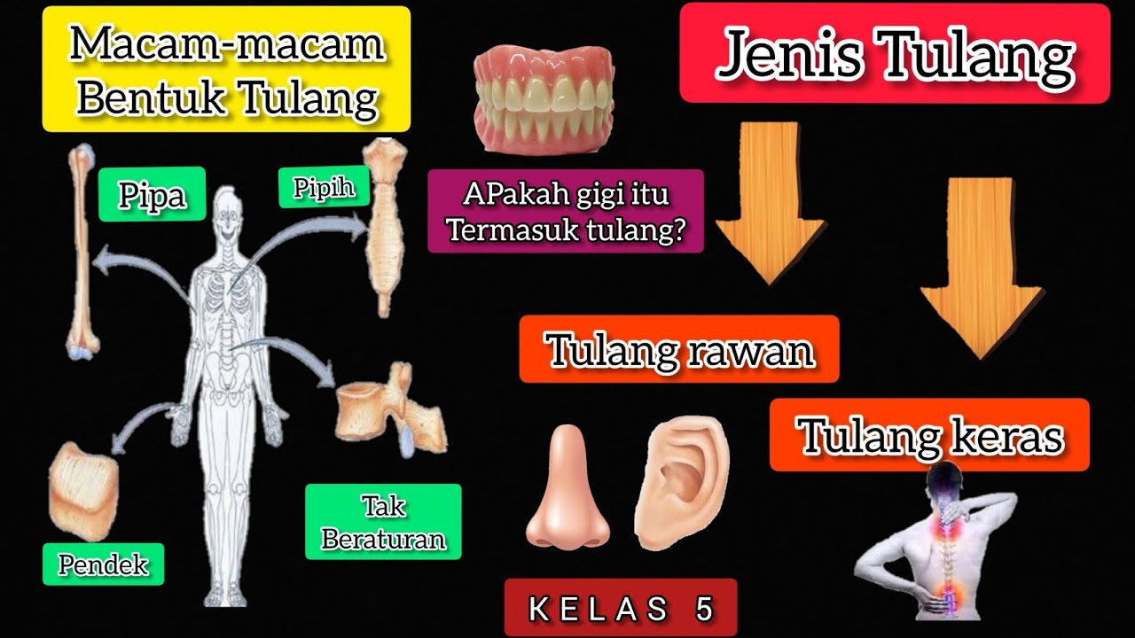 Detail Contoh Tulang Pipa Nomer 42