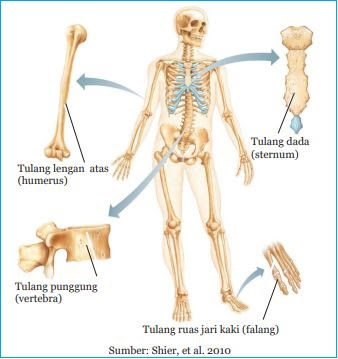 Detail Contoh Tulang Pipa Nomer 52