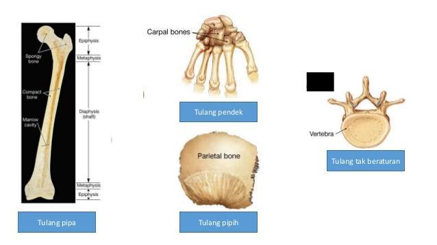 Detail Contoh Tulang Tak Beraturan Nomer 12