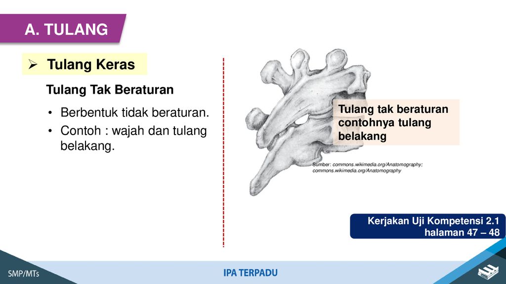 Detail Contoh Tulang Tak Beraturan Nomer 26