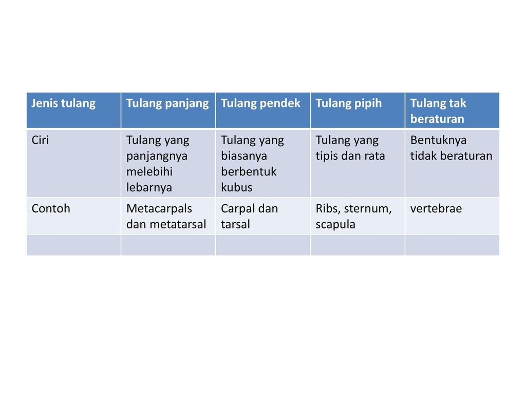 Detail Contoh Tulang Tak Beraturan Nomer 30