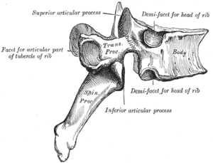 Detail Contoh Tulang Tak Beraturan Nomer 40