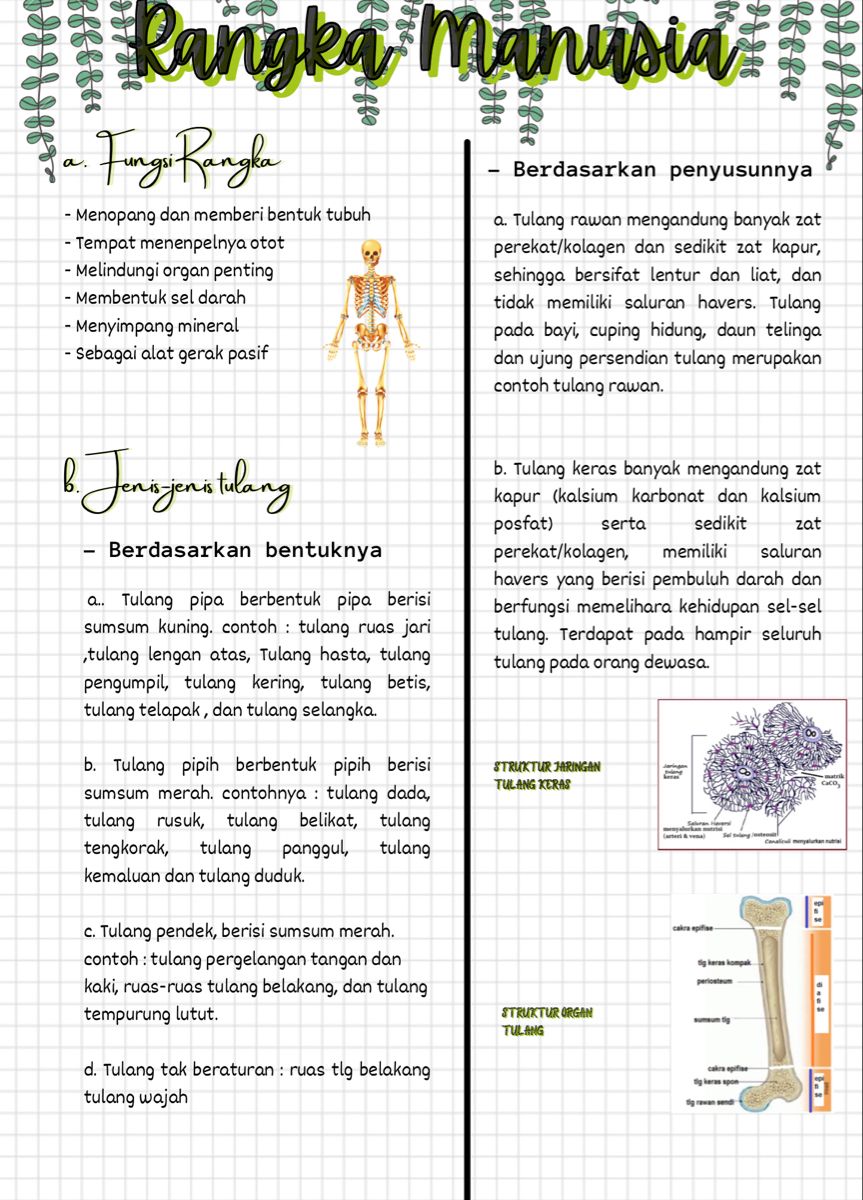 Detail Contoh Tulang Tak Beraturan Nomer 42