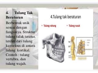 Detail Contoh Tulang Tak Beraturan Nomer 43