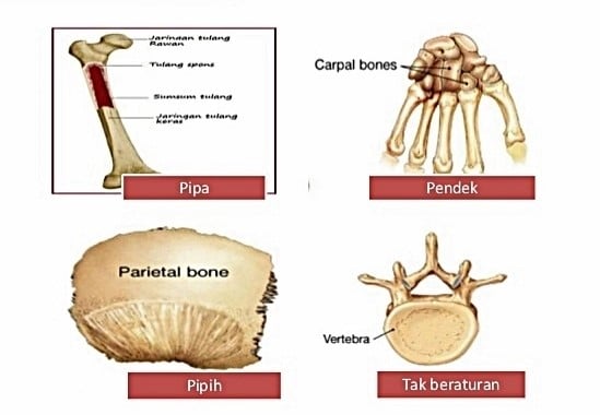 Detail Contoh Tulang Tak Beraturan Nomer 5