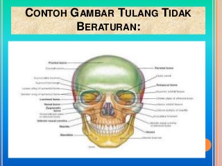 Detail Contoh Tulang Tak Beraturan Nomer 46