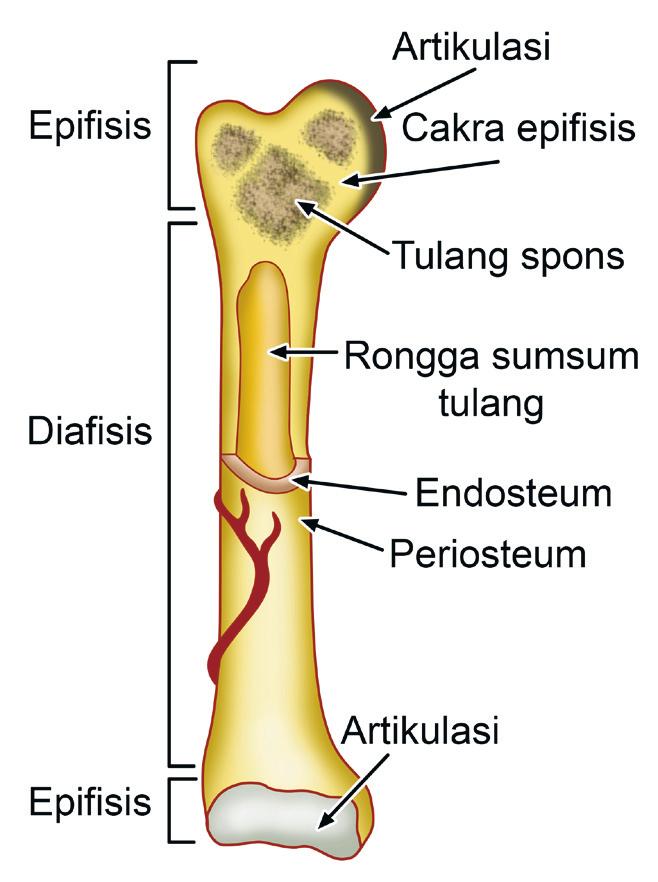 Detail Contoh Tulang Tak Beraturan Nomer 53