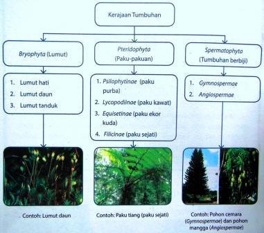 Detail Contoh Tumbuh Tumbuhan Nomer 42