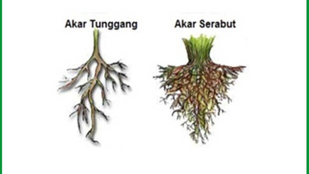 Detail Contoh Tumbuhan Akar Serabut Nomer 10