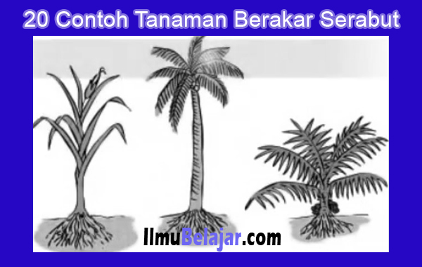 Detail Contoh Tumbuhan Akar Serabut Nomer 31