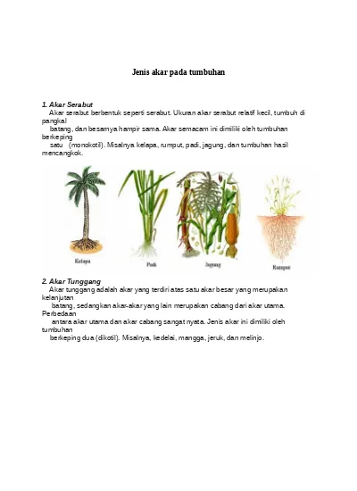 Detail Contoh Tumbuhan Akar Serabut Nomer 46