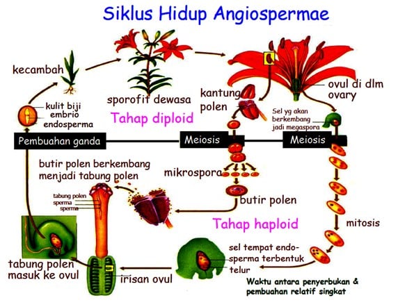 Detail Contoh Tumbuhan Berbiji Terbuka Dan Tertutup Nomer 31