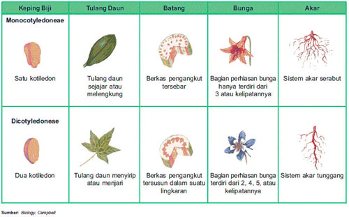 Detail Contoh Tumbuhan Berbiji Terbuka Dan Tertutup Nomer 39