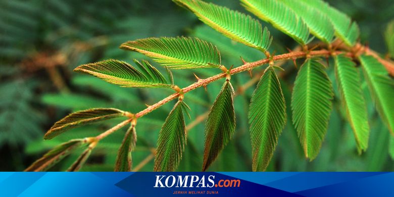 Detail Contoh Tumbuhan Bergerak Nomer 33