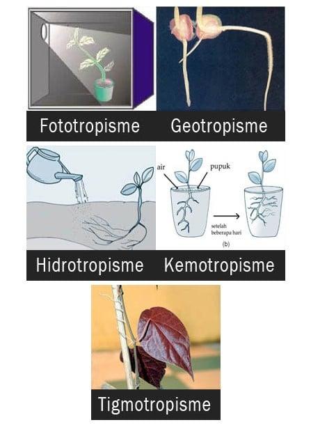 Detail Contoh Tumbuhan Bergerak Nomer 46