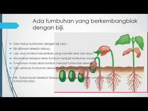 Detail Contoh Tumbuhan Berkembang Biak Dengan Biji Nomer 11