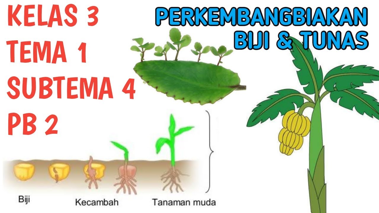 Detail Contoh Tumbuhan Berkembang Biak Dengan Biji Nomer 17