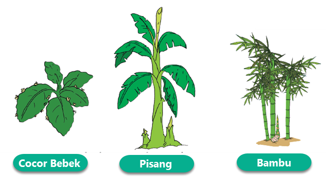 Detail Contoh Tumbuhan Berkembang Biak Dengan Biji Nomer 28