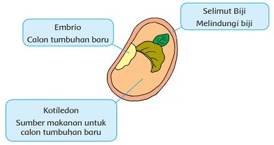 Detail Contoh Tumbuhan Berkembang Biak Dengan Biji Nomer 31