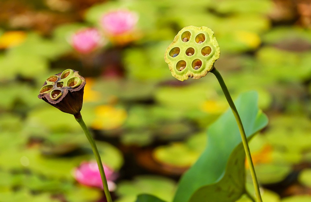 Detail Contoh Tumbuhan Berkembang Biak Dengan Biji Nomer 41