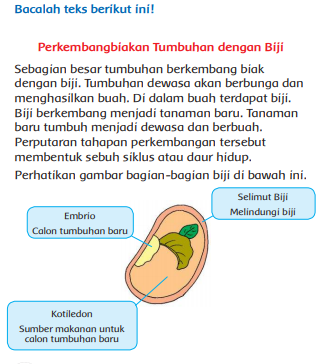 Detail Contoh Tumbuhan Berkembang Biak Dengan Biji Nomer 44