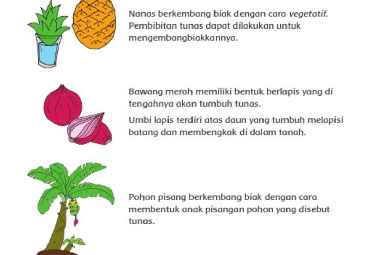 Detail Contoh Tumbuhan Berkembang Biak Dengan Biji Nomer 55