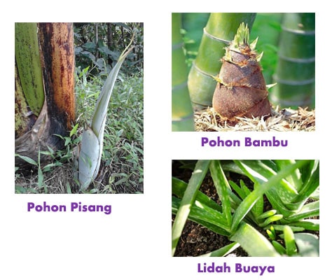 Detail Contoh Tumbuhan Berkembang Biak Dengan Tunas Nomer 14