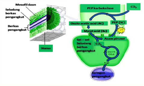 Detail Contoh Tumbuhan C3 Nomer 21