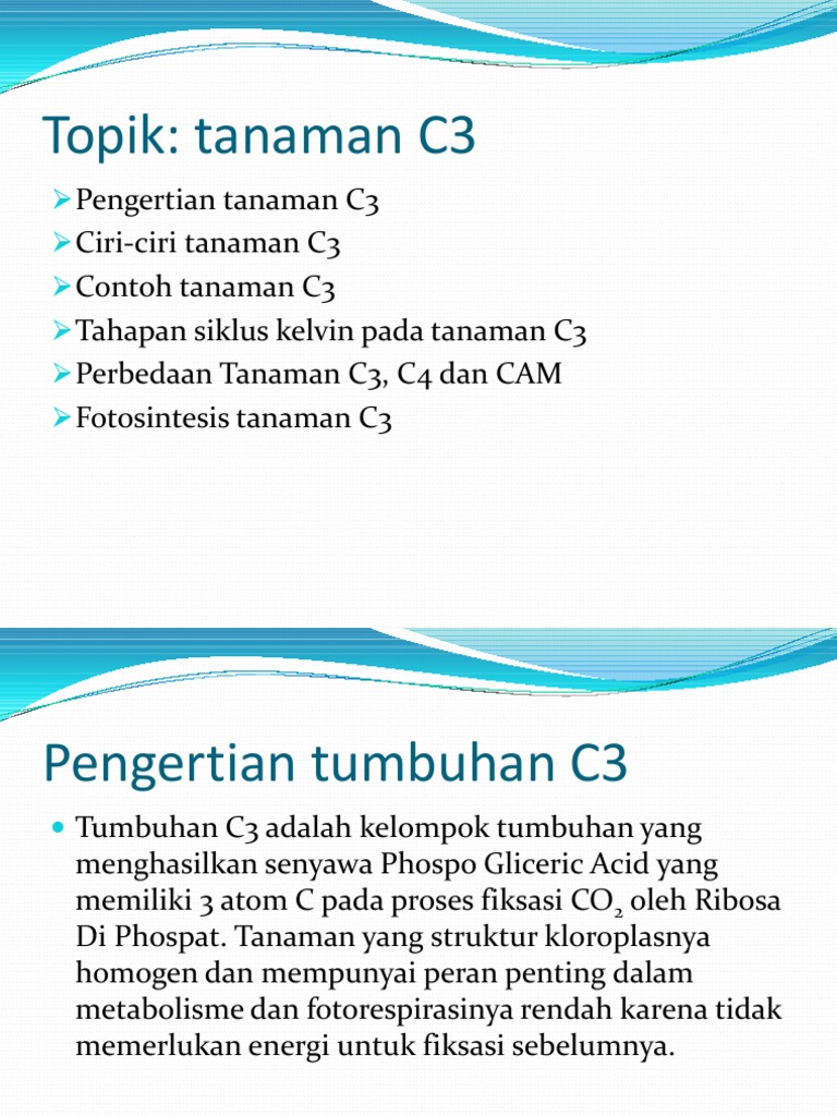 Detail Contoh Tumbuhan C3 Nomer 35