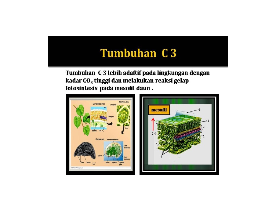 Detail Contoh Tumbuhan C3 Nomer 47