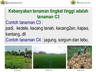 Detail Contoh Tumbuhan C3 Nomer 53