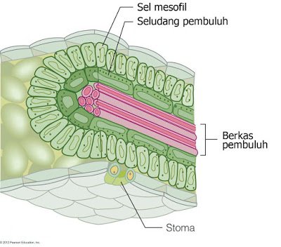 Detail Contoh Tumbuhan Cam Nomer 27