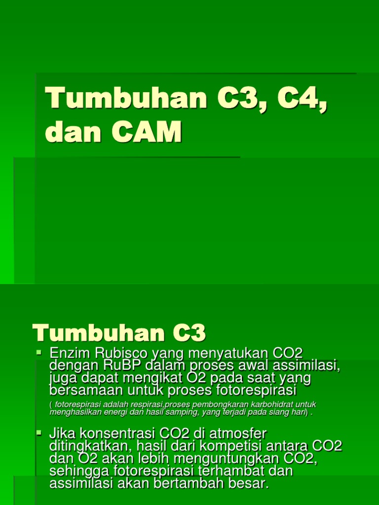 Detail Contoh Tumbuhan Cam Nomer 33