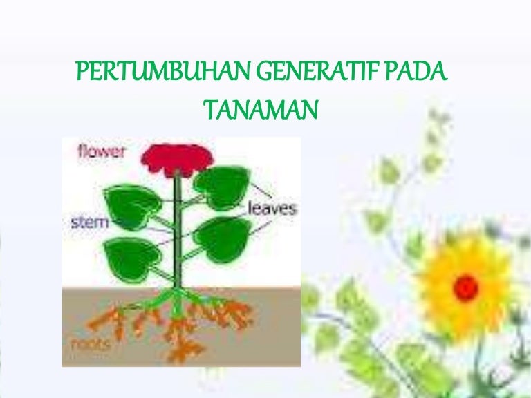 Detail Contoh Tumbuhan Generatif Nomer 51