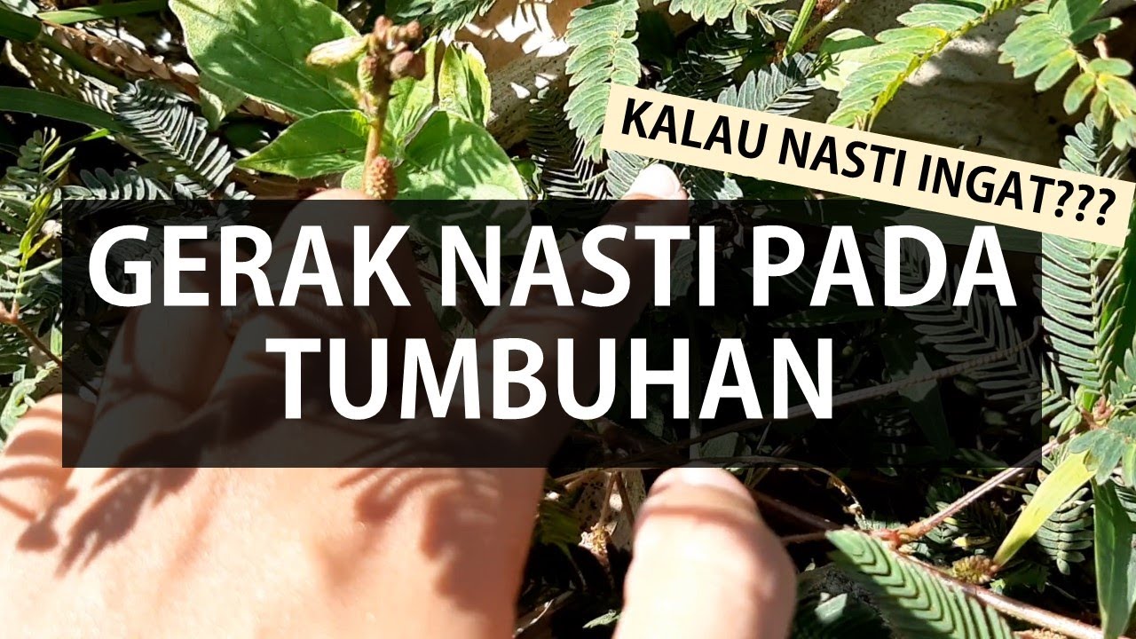 Detail Contoh Tumbuhan Gerak Nasti Nomer 50