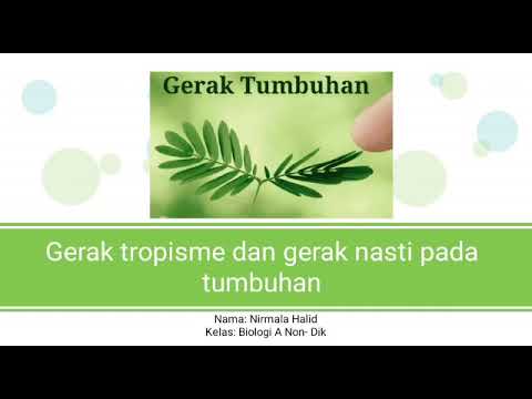 Detail Contoh Tumbuhan Gerak Nasti Nomer 51