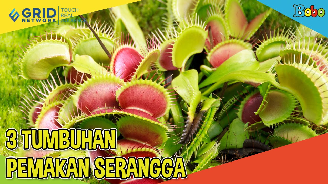 Detail Contoh Tumbuhan Insektivora Nomer 41