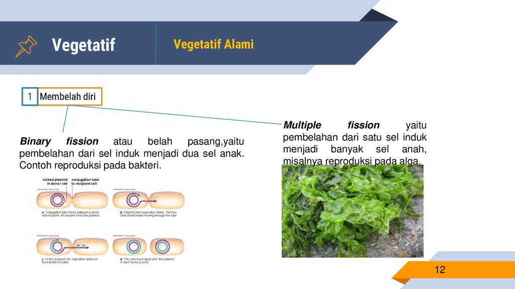 Detail Contoh Tumbuhan Membelah Diri Nomer 50