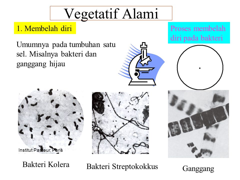 Detail Contoh Tumbuhan Membelah Diri Nomer 51