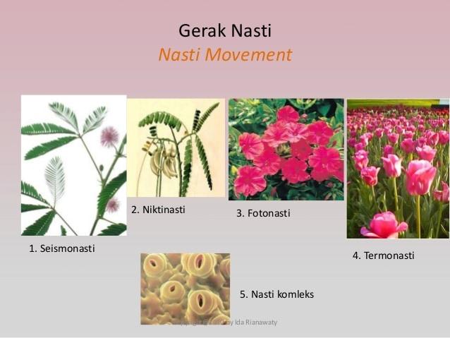 Detail Contoh Tumbuhan Nasti Nomer 26